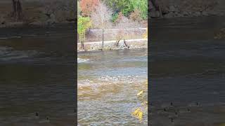 Geese on Tuckasegee River motherearth wildlife nature shorts [upl. by Bannon816]