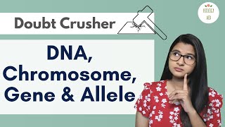 Difference between DNA Chromosome Gene amp Allele HINDI [upl. by Marigolde47]