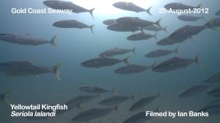 Diving the Gold Coast Seaway  Saturday 25August2012 [upl. by Anomar]