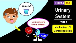 SPM BIOLOGY FORM 4 CHAPTER 13 132 PART 2  OSMOREGULATION BY KIDNEYS [upl. by Gayner]