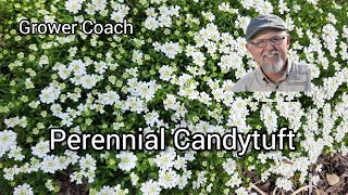 Caring For Perennial Candytuft [upl. by Hagar185]