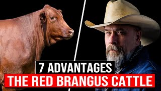 ⭕ 7 Advantages Of The Red BRANGUS Cattle ✅ Biggest Bulls And Cow [upl. by Maryanne380]