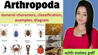 phylum Arthropoda bsc 1st year zoology Arthropoda classification general characters lion batch [upl. by Merri273]