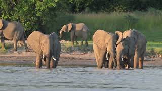 Big herd of elephants playing in the Luangwa River at Msandile River Lodge by Sabine Oosterman [upl. by Blanche924]