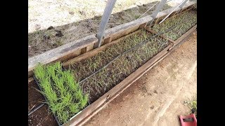 TRANSPLANTING BUNCHING ONIONS INTO RAISED BEDS [upl. by Anayt]