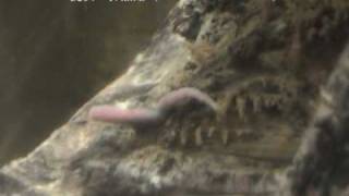 「ワニガメ（Alligator snapping turtle）」学名：Macroclemys temminckii [upl. by Carr]