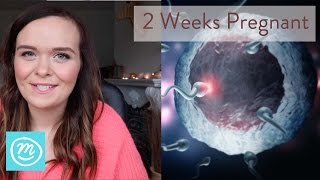 2 Weeks Pregnant What You Need To Know  Channel Mum [upl. by Wenona]