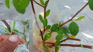 How to propagate Jujube Tree Fast with Natural water [upl. by Oirramed]