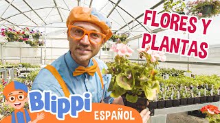 Blippi aprende sobre plantas🌱🌸 Blippi Español  Videos educativos para niños  Aprende y Juega [upl. by Anailuj]