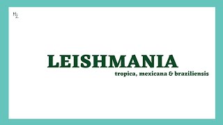 Leishmania tropica Leishmania mexicana  Leishmania braziliensis  Leishmaniasis  MEDZUKHRUF [upl. by Yup449]