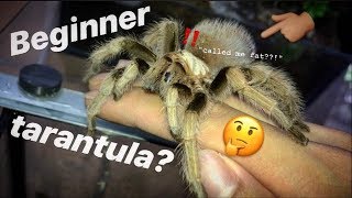 Arizona Blonde  Best beginner TARANTULA imo HELL YEAH [upl. by Oribella]