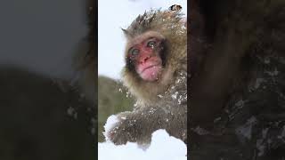 Discover the behavior of Japanese macaques playing snowballs [upl. by Anilegna584]