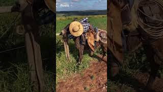 Montando na mula brava shortsviral agro shortsfeed fazenda agronaopara gado agronomica [upl. by Purcell229]