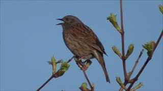 Dunnock Singing [upl. by Asiaj440]