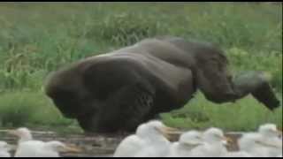 Honey Badger Narrates Uganda The Crazy Grey Crowned Crane amp Stunning Silverback Gorilla [upl. by Sib]