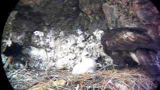 Golden Eagle Cam Whychus Canyon Sisters oregon 4152012 [upl. by Godewyn4]