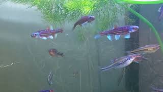 2024 Notropis chrosomus  przed tarłem w akwarium Rainbow shiners  before spawning in the tank [upl. by Anividul172]