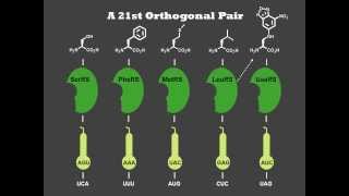 Unnatural Amino Acids [upl. by Nalliuq849]