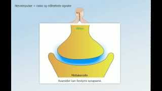 Hormonsystem og nervesystem [upl. by Lampert]