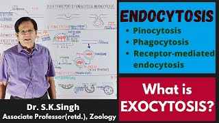 Endocytosis amp Exocytosis  Biology  BSc 1st Year [upl. by Pet975]