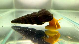 Sulawesi rabbit snail [upl. by Dorthy]