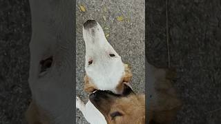 Adorable Puppies Playing with me PuppyLove CuteAnimals Dog shorts youtubeshorts cute love [upl. by Ddarb83]