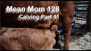 Mean Mom 128  Calving 2024 Part 11 [upl. by Irrehs732]