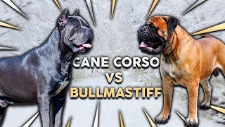 CANE CORSO vs BULLMASTIFF Whats The Best Family Guard Dog [upl. by Godric550]