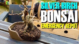 Emergency repot of my silver birch bonsai [upl. by Elihu]