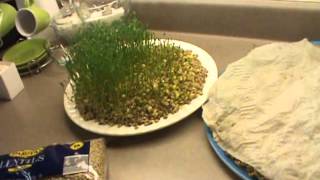 How to Grow Sabzeh for Norooz Persian New Year [upl. by Sachs]