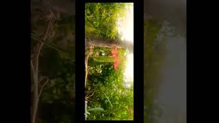 Shoot by motog64 music song explorethebeautyofnature videocreator reels flowers beautiful [upl. by Schaab]