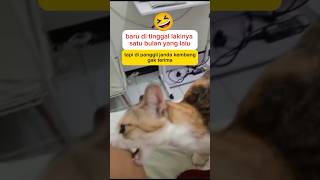 Gak mau di panggil janda kembang animal cat komedikucing funny kucinglucu zevaxavier [upl. by Syd791]