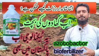 How beneficial is the biofertilizer azotobacter bacteriahow can use azotobactor [upl. by Clare]