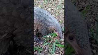 Pangolin Facts Nature’s Living Artichokes 🌿🐜  60Second Wildlife Spotlight [upl. by Ayoras]