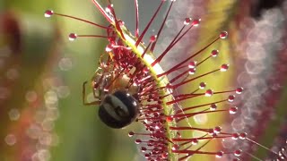 Best Sundew bugeating plant Timelapse compilation from the last 8 years [upl. by Azelea]