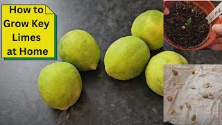 How to Grow Key Limes at Home [upl. by Akemak716]