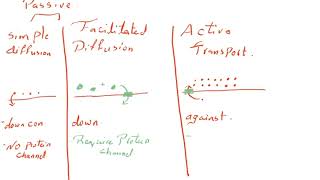 Passive transport VS Active transport biology EST2 ACT2 [upl. by Kerby815]