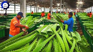 Harvest and Producing Aloe Vera Gel on A Massive Scale  Agriculture Technology [upl. by Jenilee]