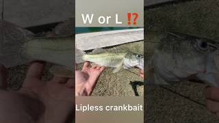 Lipless crankbait for the win🎣 bassfishing crankbait fish pondfishing bass fyp shorts art [upl. by Armmat]