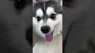 Hello pomsky 博美奇 hello cute [upl. by Bencion]