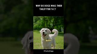 Why Do Dogs Wag Their Tails  Fun Fact 🐕 shorts dog [upl. by Katharine]