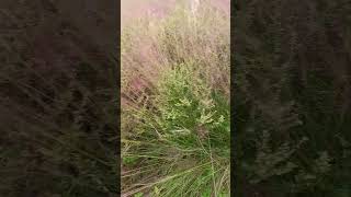 Pink Muhly Grass [upl. by Lori]