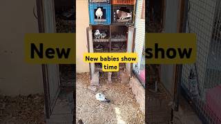 VLOG75 new babies showbiz showtime trendingreels [upl. by Notlef]