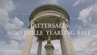 Coming to Newmarket Tattersalls Somerville Yearling Sale [upl. by Ancalin593]