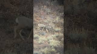 GIANT buck down hunting wildlife outdoors deer muledeer idaho liveaction wstrnelvtn [upl. by Naeruat]