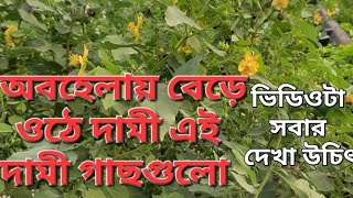 A valuable medicinals plant  quotEbutilam indicumquot Sokherbagania [upl. by Eseer670]