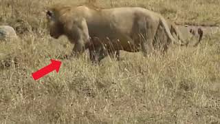 Lion Ambush Injured Hyena  Unforgettable Encounter kruger wildlife lion [upl. by Cahra806]