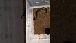 Scolopendra gigantea vs Dorcus titanus platymelus [upl. by Yevi]