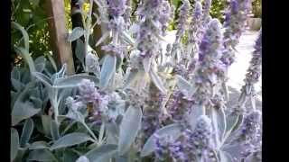 Stachys lanata stackys olimpica medicinal herb [upl. by Cordova]