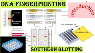 DNA FINGERPRINTING INTRODUCTION [upl. by Sherm]